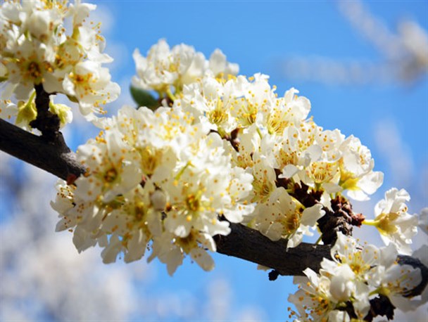 شکوفه های زیبای بهاری در شهریار+تصاویر