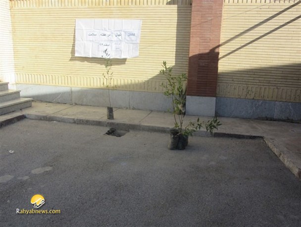 عکس/نهال کاری زوری در حیاط مدرسه