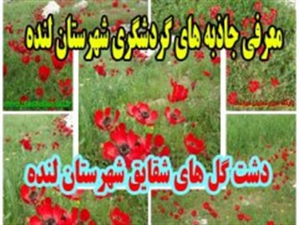 دشت گل های شقایق شهرستان لنده+تصاویر