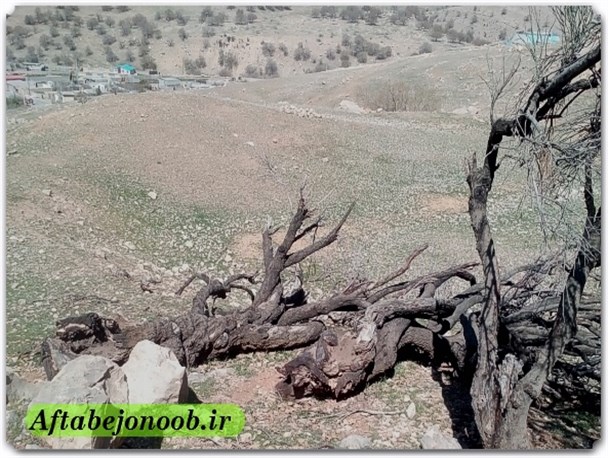 روز درختکاری و مصیبت بادام های گچساران