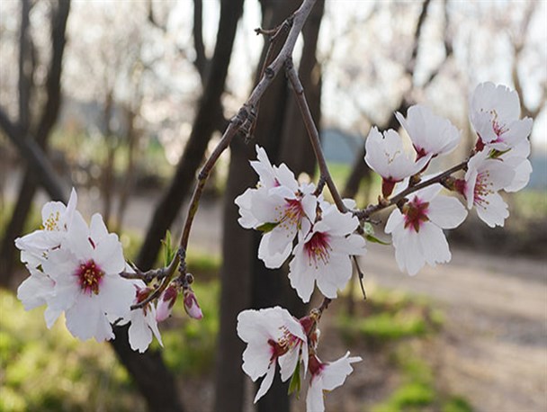 تصاویری زیبا از شکوفه های بهاری در سیرجان