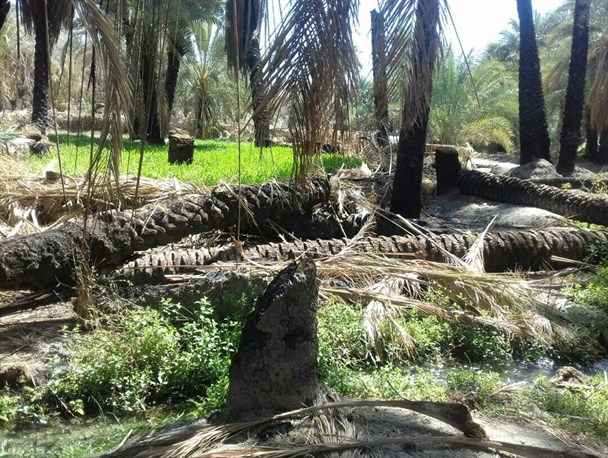 تبر اختلاف نظر برخی از افراد درختان خرما شهر گشت را قلع و قمع کرد