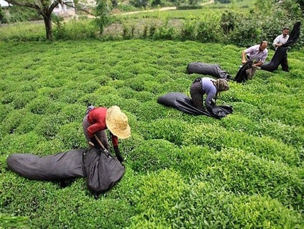 رنگ و اسانس سهم تولید کنندگان بهترین چای جهان/ نابودی چای ایرانی با واردات میلیاردی!+ جدول