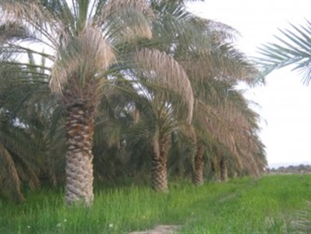 گرده افشانی نخیلات درسیب وسوران