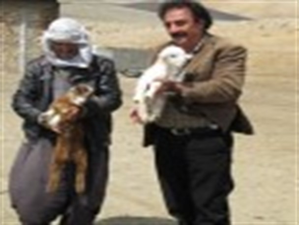 دوقلو زایی عجیب یک بز در محلات+عکس
