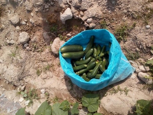 برداشت خیار سبز در روستای چاه طلا شهرستان خنج + تصاویر