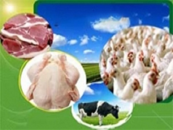 آمار حمایت از تولیدکنندگان محصولات دامی کذب است