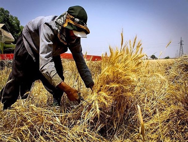 قیمت خرید تضمینی گندم هر چه زودتر اعلام شود