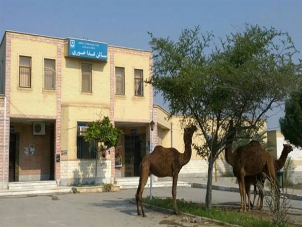 گلایه های ناتمام دانشجویان بزرگترین دانشگاه دولتی هرمزگان/وقتی حیوانات اهلی از فضای آموزشی بهره مند می شوند