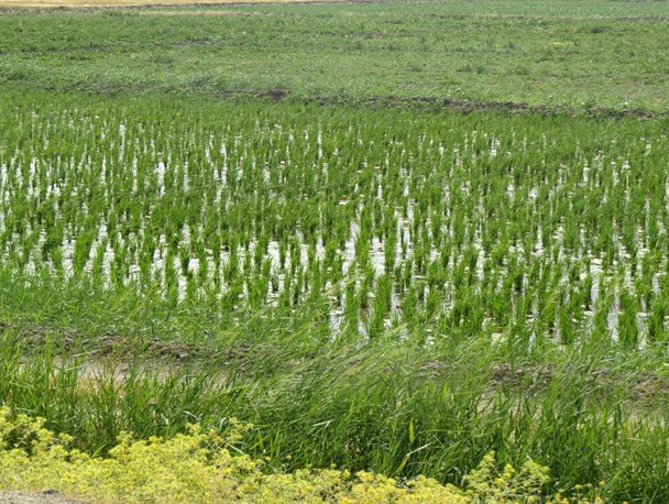 زمین تشنه و کشت محصولات آبدوست/عطر خوش برنج به قیمت تشدید بی آبی!