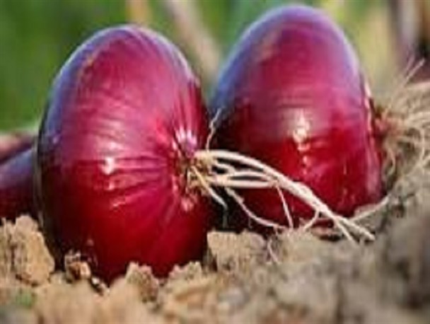 پیاز همچنان در انار گران است/ کاهش دست به عصای قیمت مرغ در بازار