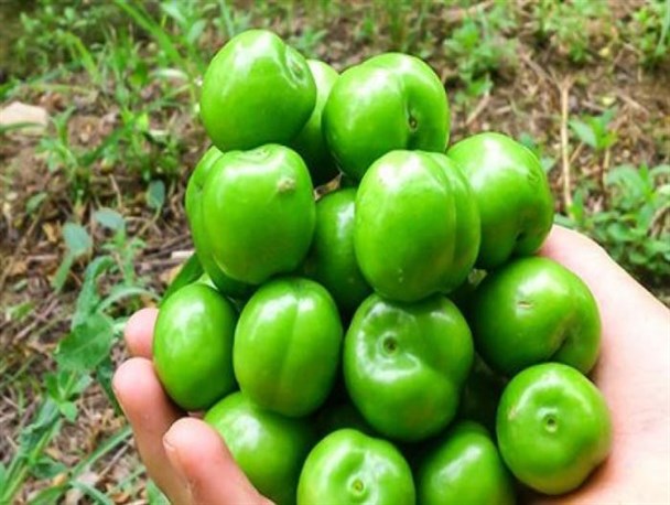 گوجه سبز کیلویی ۲۰۰ هزارتومان!