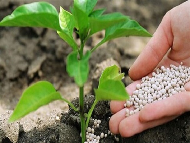 دست و پنجه نرم کردن کشاورزان خلیل آباد با بحران آب و گرانی‌ کود و سم/ کشاورزی تجاری؛ راهکار افزایش درآمد کشاورزان است