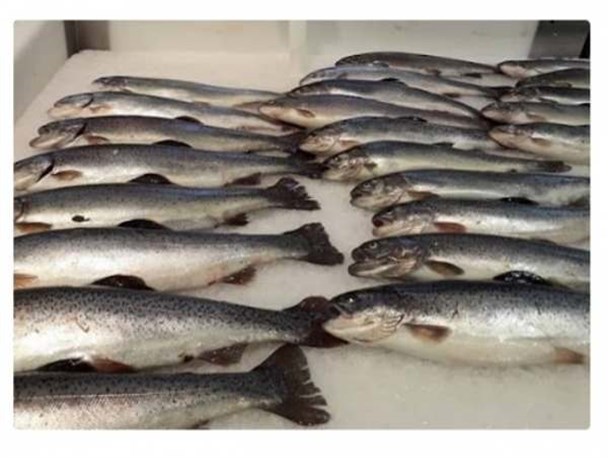 تنها واحد فرآوری ماهی در ماهنشان در پیچ و خم خرید تونل انجماد قرار دارد