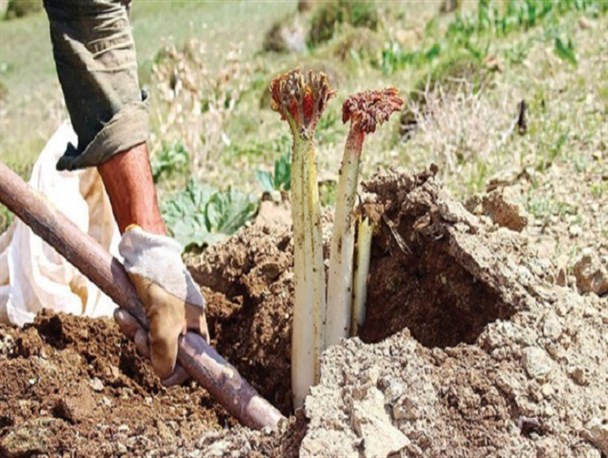 خطر انقراض گونه‌های گیاهی بیخ گوش طبیعت/ با رفتارهای غلط گیاهان مرتعی را نوستالژی نکنیم!