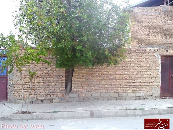 ابتکار یک شهروند برای جلوگیری از قطع درخت + تصویر