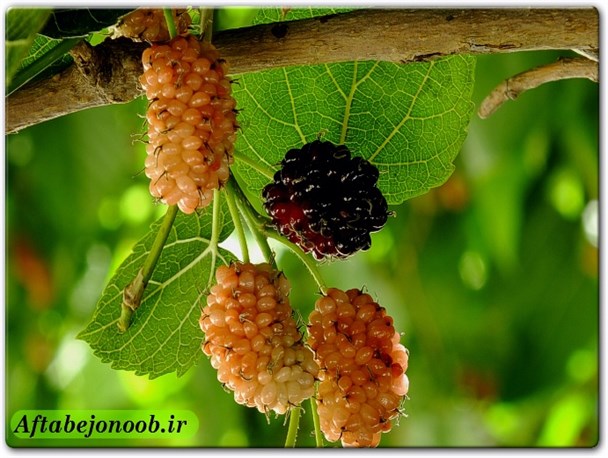 شاتوت های خوش طعم گچساران+تصاویر
