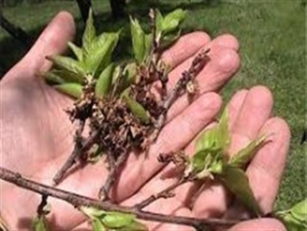 خسارت ۶۰ تا ۱۰۰ درصدی سرمازدگی و تگرگ به باغات شهرستان