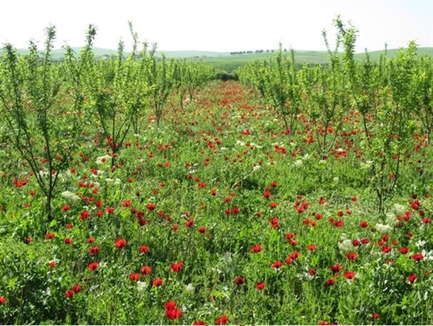 باغ لاله زار روستای زرگر بیله سوار، قطعه ای از بهشت