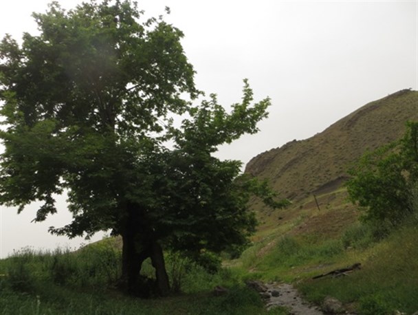 طبیعت زیبای بهاری طارم در  اردیبهشت ماه + تصاویر