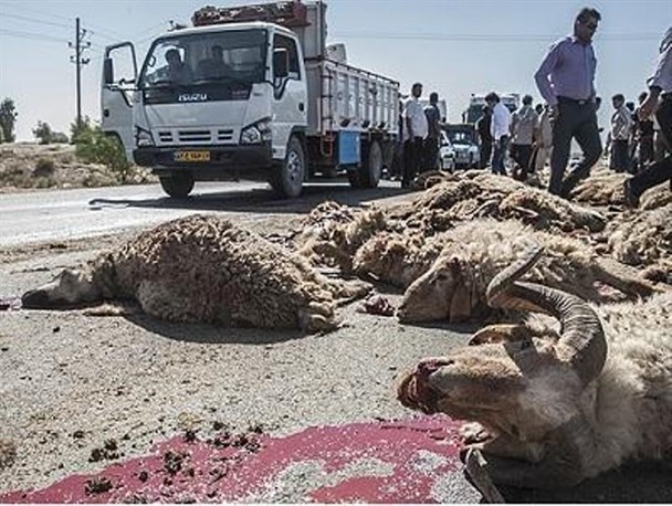 تلف شدن ۱۶ رأس میش و بره در حادثه برخورد نیسان با گله