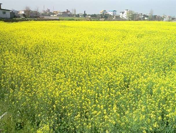 برداشت کلزا از مزارع حاجی آباد آغاز شد