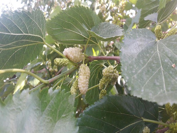 برداشت توت در روستای نمهیل خلخال آغاز شد/ تصاویر
