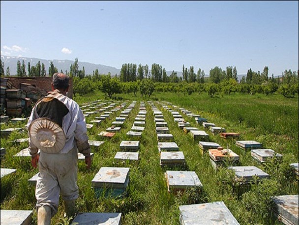 «داورزن» قطب گیاهان دارویی کشور/ وجود ۲۵۰۰ مزرعه زنبورعسل در داورزن