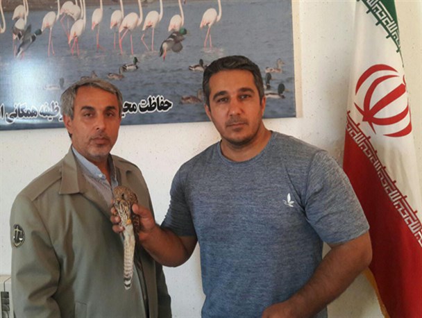 بهله دلیجه کوچک مصدوم به اداره محیط زیست بندرترکمن تحویل داده شد + عکس