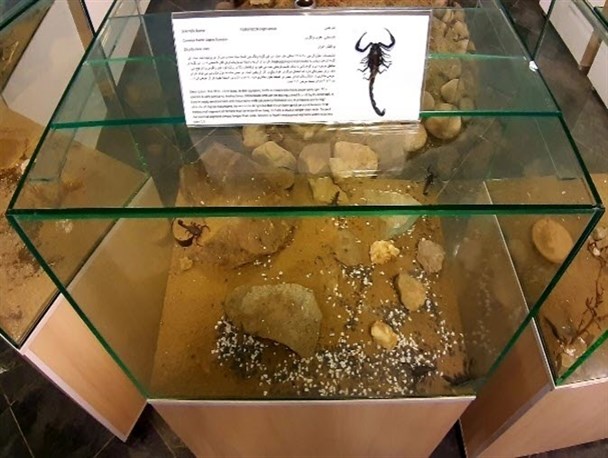 کارآفرینی با "عقرب" در استان بوشهر/ کارگاه‌های تولید سم عقرب مورد حمایت استانداری قرار می‌گیرند