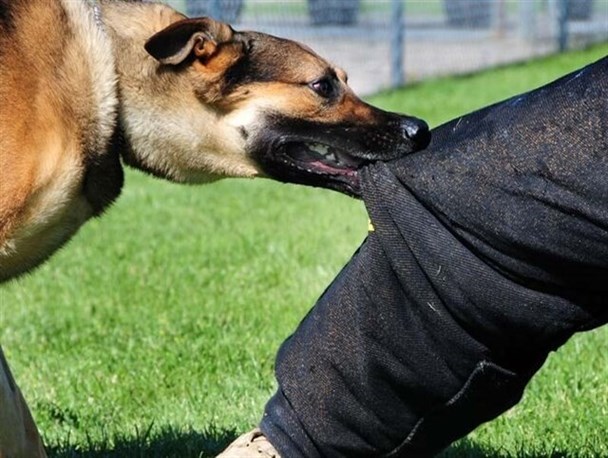 هزینه‌ بالای درمان حیوان گزیدگی بر دوش مردم/ بیش از ۷۲ درصد گزش سگ‌ها مربوط به صاحبدارها است
