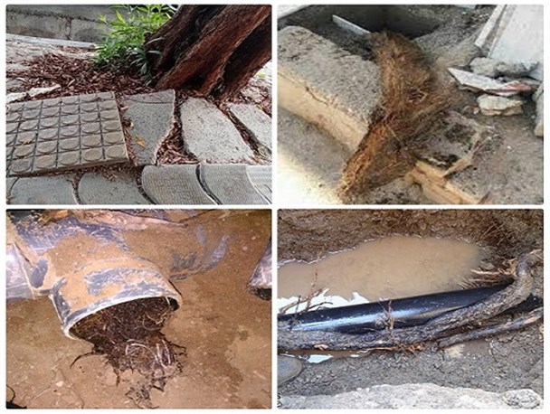 خداحافظی بوشهر با درختان مخرب "کنوکارپوس"/ اشتباه فاحش مسئولان گذشته در کاشت درخت غیربومی