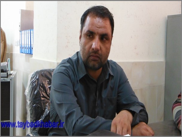 افزایش ۳ برابری کشت گندم در تایباد نسبت به سال گذشته/ انبارها دیگر ظرفیت ندارند