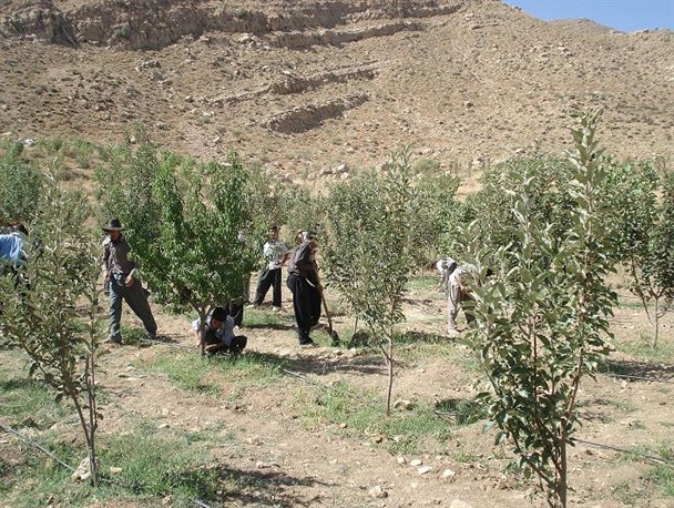 اختصاص اعتبار 60 میلیارد ریالی برای باغات کوه دالاهو در ثلاث باباجانی