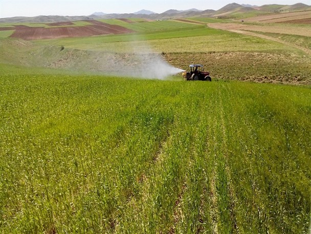 معضل سن زدگی گندم در زنجان در حد میانگین کشوری است/ سمپاشی 13 هزار هکتار مزارع گندم و غلات در استان زنجان
