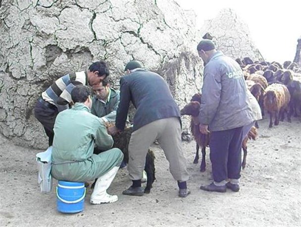 ۱۲ کانون تب برفکی در ماهنشان شناسایی شد/ بیماری تب برفکی اقتصاد ماهنشان را تهدید می کند/کمربند ایمنی مقابله با بیماری تب برفکی در شهرستان ماهنشان بسته شده است