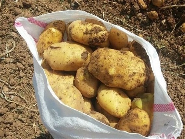 خرید تضمینی سیب زمینی بهاره در گلستان آغاز شد