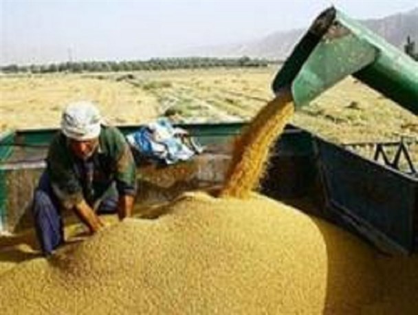 آغاز خرید تضمینی جو درشهرستان ایوان