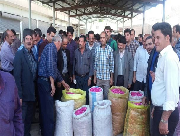 گزارش تصویری خرید و فروش گل محمدی در آذرشهر