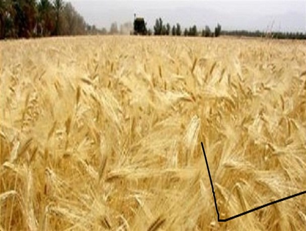 آغاز برداشت جو از سطح مزارع شهرستان هرسین