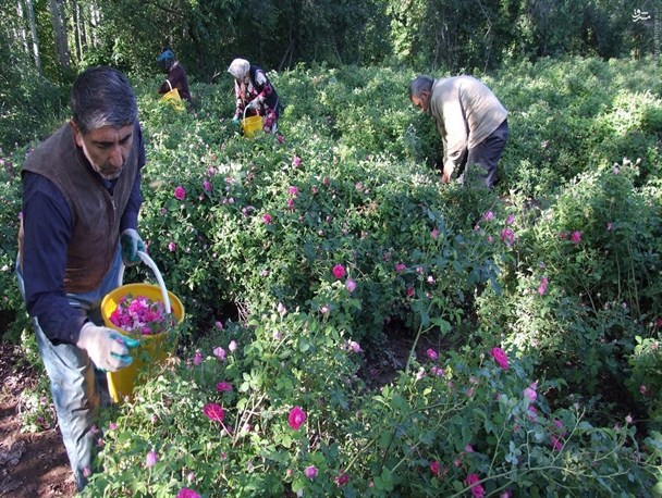برداشت 3000 تن گل محمدی در خراسان رضوی