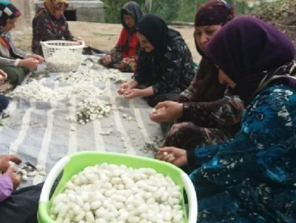 برداشت پیله ابریشم توسط نوغانداران گالیکش+ تصاویر