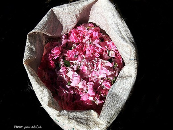 تصاویر/برداشت گل محمدی از گلستانهای همدان