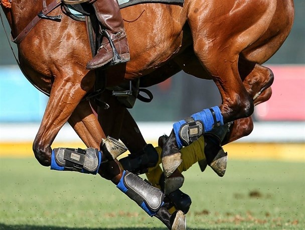 انتخابات سوارکاری| برگزاری مجمع انتخاباتی به تعویق افتاد