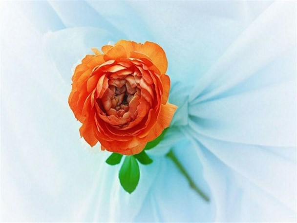 راهپیمایی بزرگ مدافعان حریم خانواده +جزییات
