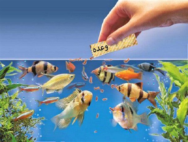 قطب تولید ماهیان زینتی کشور در تور وعده‌های تزئینی