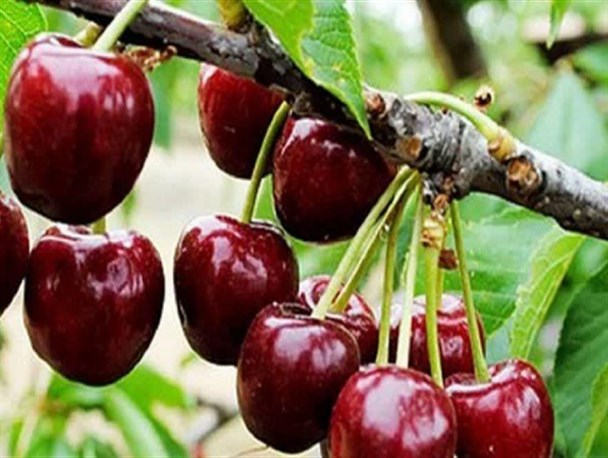 برداشت ۴ هزار تن آلبالو از باغ‌های ملایر