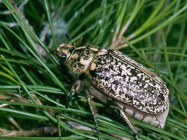 "اریح قیزاردان"؛ مهمان ناخوانده دورهمی خانوادگی پارک‌ها