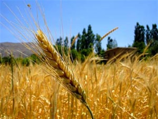 خرید بیش از 2300تن گندم از کشاورزان بخش ارس