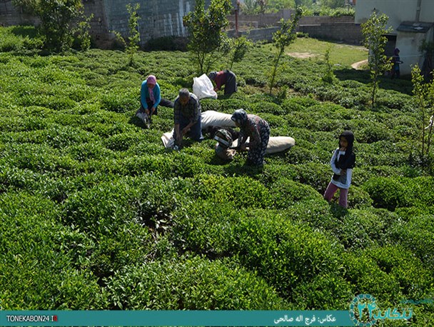 تصاویر/ برداشت چای در مازندران